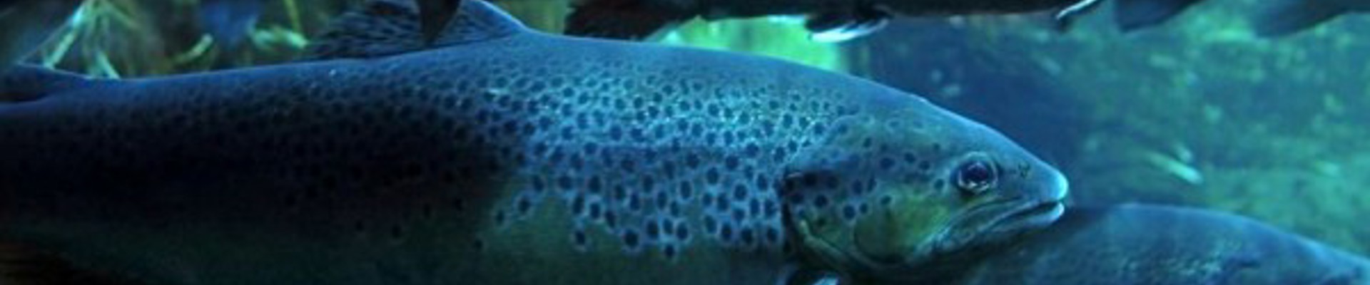 Insatech Atlantium Technologies Aquaculture