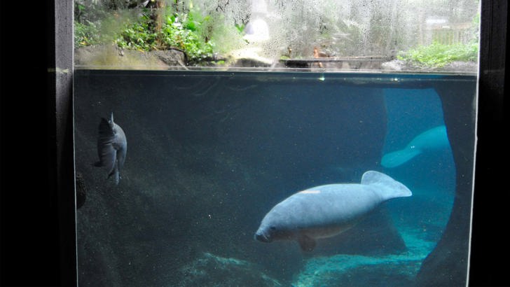 Insatech Odense Zoo Søko 16 9